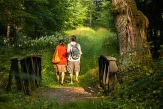 Walks in the oak grove